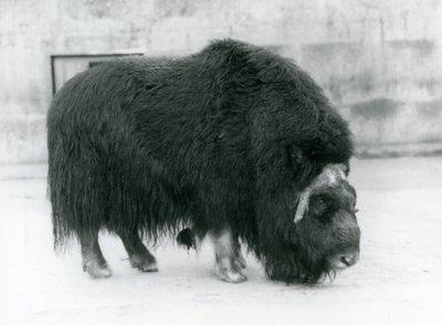 Een vrouwelijke muskusos in de London Zoo, april 1923 door Frederick William Bond